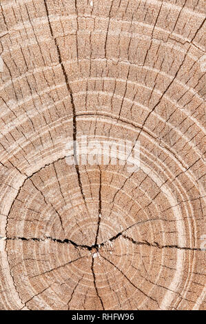 tronc d’arbre scié Banque D'Images