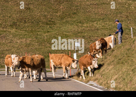 Jaunpass, Simmental, Oberland Bernois, Alpes, Suisse, octobre 2018, berger apporte le troupeau du pâturage en automne Banque D'Images