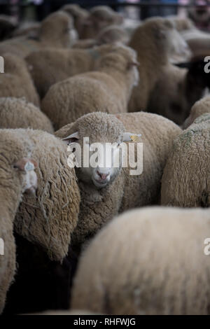 Des moutons de Wooly sont présentés au Houston Livestock Show & Rodeo au Texas Banque D'Images