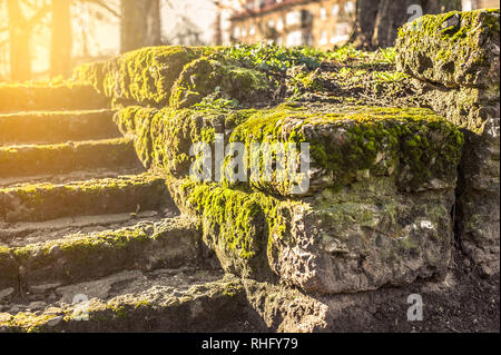 Ancien escalier de pierre à l'extérieur parmi les arbres couverts de mousse dans la forêt au printemps Banque D'Images