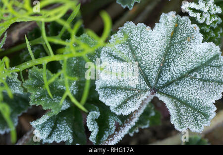 Macro d'une mauve commune avec le gel. Nom scientifique, (Malva sylvestris.). Cliché pris à Monforte del Cid, Alicante, Espagne. Banque D'Images