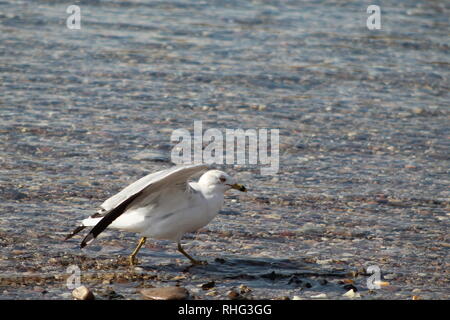 Les oiseaux sur le fleuve Colorado Banque D'Images