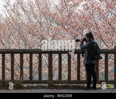 Fille prend des photos d'arbres en fleurs de cerisier au mont Yoshino, Japon Banque D'Images