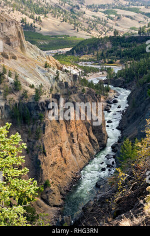 WY03107-00...WYOMING - la rivière Yellowstone en ordre décroissant passé falaises basaltiques pure dans le canyon de la Yellowstone, le Parc National de Yellowstone. Banque D'Images