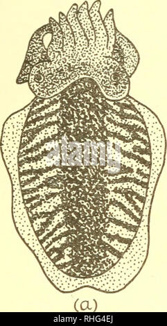 . La biologie des animaux marins. Les animaux marins ; physiologie, Comparative. . Veuillez noter que ces images sont extraites de la page numérisée des images qui peuvent avoir été retouchées numériquement pour plus de lisibilité - coloration et l'aspect de ces illustrations ne peut pas parfaitement ressembler à l'œuvre originale.. Nicol, J. A. Colin (Joseph Arthur Colin), 1915-. New York, Interscience Publishers Banque D'Images