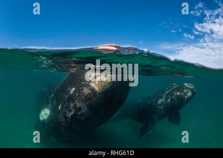 Split shot d'une baleine australe et son petit veau dans le golfe Nuevo, la Péninsule de Valdès, l'Argentine. Banque D'Images