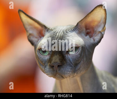 Portrait en gros plan d'un chat Sphynx sans poils avec de grandes oreilles et des yeux verts. Banque D'Images
