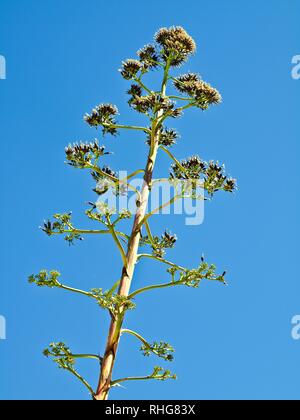 Grande fleur de cactus agave en face de ciel bleu Banque D'Images