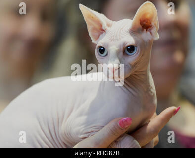 Chat sphynx sans poils tenu dans la main d'une personne, portrait en gros plan avec de grands yeux bleus et personnes floues en arrière-plan. Banque D'Images