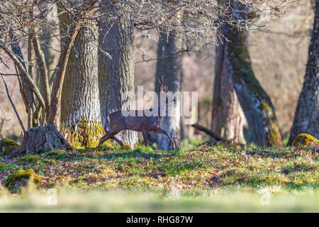 Roebuck marche dans la forêt au printemps Banque D'Images