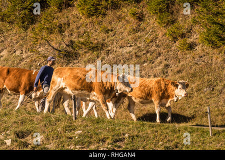 Jaunpass, Simmental, Oberland Bernois, Alpes, Suisse, octobre 2018, berger apporte le troupeau du pâturage en automne Banque D'Images