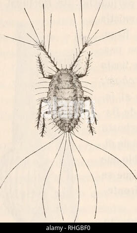 . Boletín de la Sociedad Española de Historia Natural. L'histoire naturelle. 138 BOLETÍN DE LA REAL SOCIEDAD ESPAÑOLA ella se emprenda mediante la acción de sus enemigos naturales. De entre éstos,.dos especies de coccinélidos australianos Novius cardinalis, el y el N. koebeli fils los que se han empleado con éxito para más satisfactorio. combatirla De una y otra especie se ha conseguido abundante artificiel cría en las estaciones de entomo- logía de los Estados Unidos, y los laboratorios proporcionan colonias de Novius ambos países donde aparece a los la Icerya con carácter amenazador. En algunos Banque D'Images