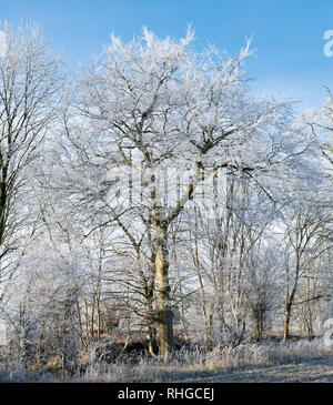 Fagus sylvatica. Givre couvrant un beech tree en janvier. Près de Burford, Oxfordshire, Angleterre frontière Gloucestershire Banque D'Images