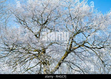 Fagus sylvatica. Givre couvrant un beech tree en janvier. Près de Burford, Oxfordshire, Angleterre frontière Gloucestershire Banque D'Images