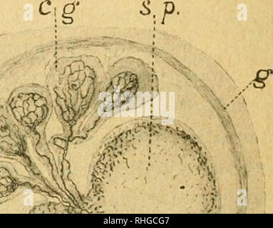 . BoletÃ-n de la Sociedad España±ola de BiologÃ-a. La biologie. 156 ESPAÃOLA BOLETÃN DE LA SOCIEDAD DE BIOLOGÃA bio, de tal manera qne no es cosa fÃ¡cil darse cuenta, por las descripcio- nes, del, posiciÃ³n nÃºmero y Relaciones de los centros indicados. Nosotros, gracias Ã¡ los excelentes resultados que, tanto en el estudio de la morfologÃ^-a général, como de la estructura del sistema nervioso, presta el mÃ©de impregnaciÃ³n todo por el nitrato de plata reducido, il- mos podido determinar con bastante precisiÃ³n morfologÃ sÃ³lo, pas de la-a y a de élémentaire constituciÃ³n ganglios, sino tambiÃ©n la Banque D'Images