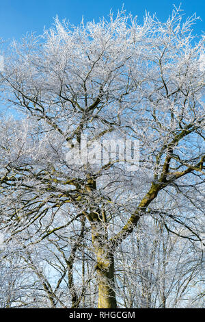 Fagus sylvatica. Givre couvrant un beech tree en janvier. Près de Burford, Oxfordshire, Angleterre frontière Gloucestershire Banque D'Images