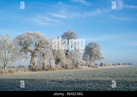 Givre sur les arbres et les terres agricoles en janvier. Près de Burford, Oxfordshire, Angleterre Gloucestershire border. Banque D'Images