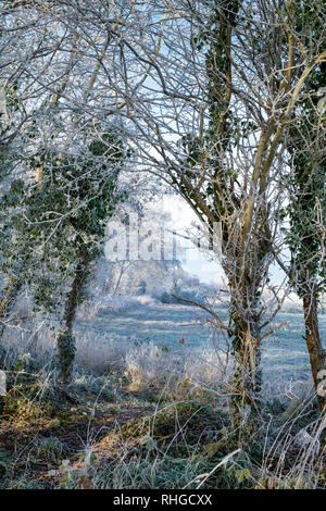 Givre sur les arbres et les terres agricoles en janvier. Près de Burford, Oxfordshire, Angleterre frontière Gloucestershire Banque D'Images