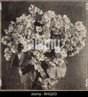. La qualité Boddington bulbes, graines et plantes / Arthur T. Boddington.. Catalogue des pépinières. Clematis paniculata HARDY VIGNES ET PLANTES GRIMPANTES AMPELOPSIS Muralis. La plus belle et distinct de tous les Ampelopsis. Un fort rapide, cultivateur ; Hardy, parfaitement autonome. 25 cts. chaque, 2,50 $ par doz , $18 par 100. Veitchii (Boston ivy). Les plus utiles et populaires hardy grimpeur. Strong, 2-ans, les plantes cultivées au champ, 20 cts. chacun, 2 $ par doz , $15 par 100. CLEMATIS duchesse d'Édimbourg. Double blanc. Henryi. Grand blanc unique ; très grande fleur. Jackmani. Noir, Violet royal ; var unique les plus populaires Banque D'Images