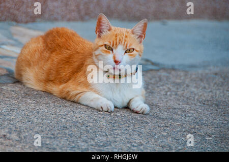 Fourrure couleur orange, jaune cat à la visionneuse à droite Banque D'Images