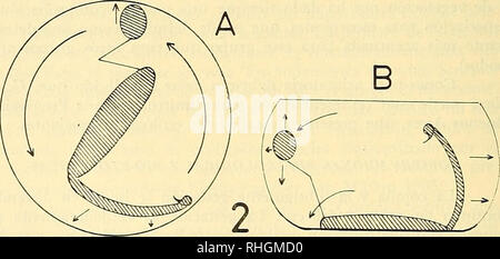 . Boletin de la Sociedad de Biología de Concepción. Sociedad de Biología de Concepción ; biologie ; biologie. OBO.. Fig. 1.-Huella de una piedra en la que se puede apreciar una cámara de ges- tación y la Galería (fr) las rayado. Fig. 2.- Dibujo esquemático, en un vertical corte de una cámara de gestación, mostrando forma, dimensión y los movimientos básicos que ejecuta el escorpión para su construcción (A Y B). Dibujos esquemáticos ñalan- que se el mecanismo que adopte el escorpión alisado durante la ampliación y de las paredes de una cámara de gestación. Fotografía 1.-Ambiente típico de Uro Banque D'Images