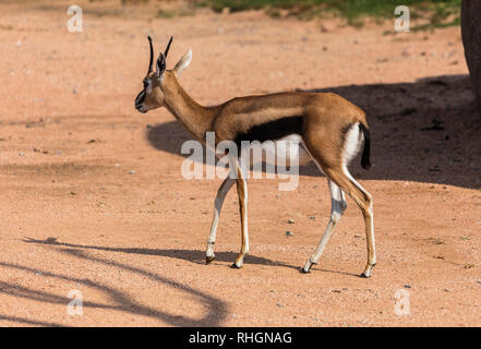 Eudorcas thomsonii (famille des bovidés). Nom commun : la gazelle de Thomson. Banque D'Images