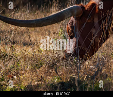 Un Texas Longhorn, la mascotte de l'Université du Texas, broute dans un pâturage à Georgetown, juste au nord de la ville d'Austin. Banque D'Images