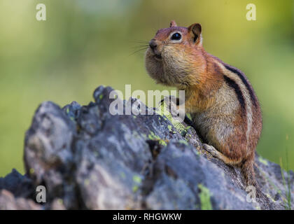 Un spermophile à mante dorée (Callospermophilus lateralis) est assise sur un rocher avec ses joues remplies de semences. Banque D'Images