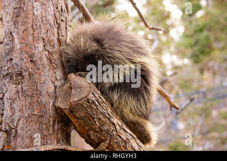 Porcupine adultes assis dans l'arbre en hiver à la Zoo de Cheyenne Mountain, à Colorado Springs, Colorado. Banque D'Images