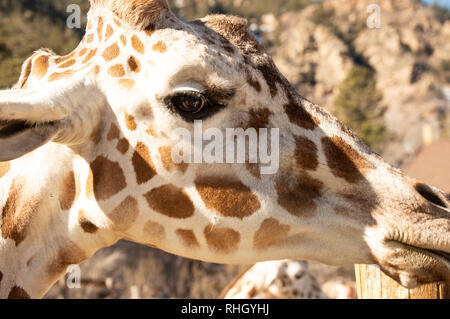 Gros plan du girafe adultes au zoo de Cheyenne Mountain, à Colorado Springs, Colorado Banque D'Images