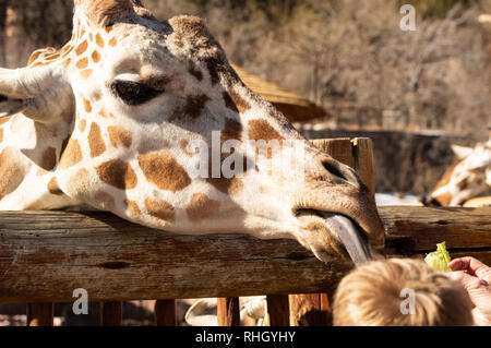 Gros plan du girafe adultes au zoo de Cheyenne Mountain, à Colorado Springs, Colorado Banque D'Images