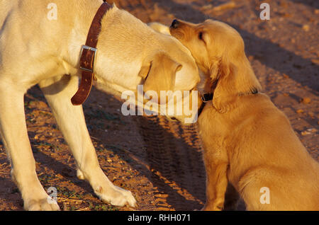 Affectueux et yellow lab puppy nuzzling chaque autres Banque D'Images