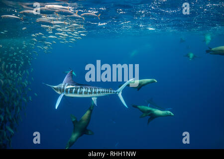 Le marlin rayé et l'otarie de Californie hunting sardines au large de la côte du Pacifique de Baja California Sur, au Mexique. Banque D'Images