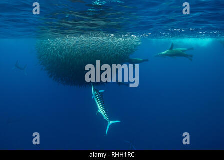 Le marlin rayé et l'otarie de Californie hunting sardines au large de la côte du Pacifique de Baja California Sur, au Mexique. Banque D'Images