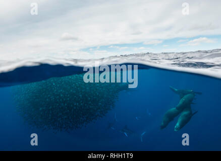 Le marlin rayé et l'otarie de Californie hunting sardines au large de la côte du Pacifique de Baja California Sur, au Mexique. Banque D'Images