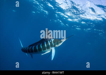 Le marlin rayé hunting sardines au large de la côte du Pacifique de Baja California Sur, au Mexique. Banque D'Images