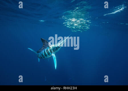 Le marlin rayé hunting sardines au large de la côte du Pacifique de Baja California Sur, au Mexique. Banque D'Images