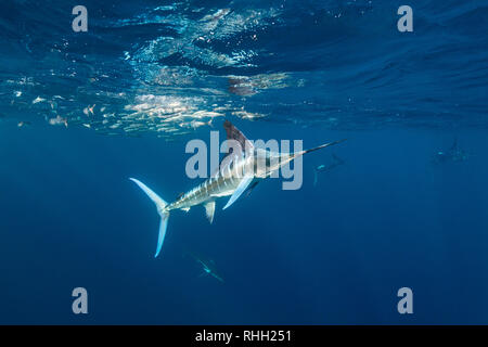 Le marlin rayé et l'otarie de Californie hunting sardines au large de la côte du Pacifique de Baja California Sur, au Mexique. Banque D'Images