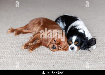 Deux chiens dormir ensemble sur le tapis Banque D'Images