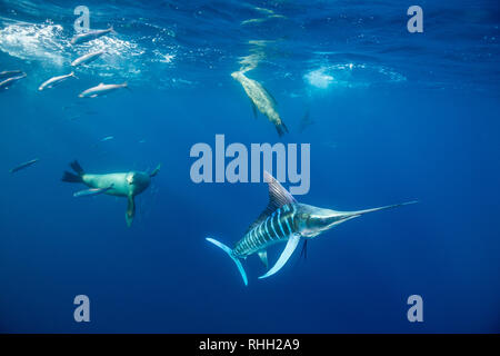 Le marlin rayé et l'otarie de Californie hunting sardines au large de la côte du Pacifique de Baja California Sur, au Mexique. Banque D'Images