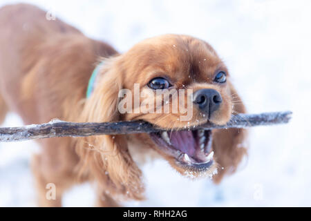 Joli chien avec stick en bouche jouant sur la neige Banque D'Images