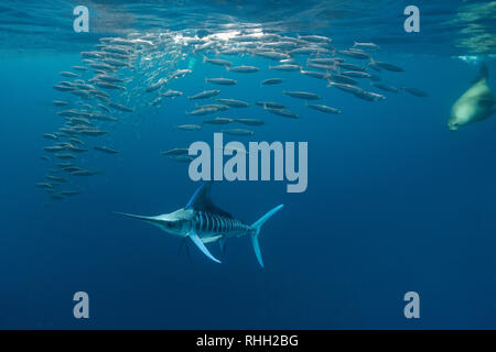 Le marlin rayé et l'otarie de Californie hunting sardines au large de la côte du Pacifique de Baja California Sur, au Mexique. Banque D'Images