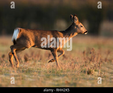 Une femelle Chevreuil (Capreolus capreolus) doe trotskos à travers un champ Warwickshire peu après le lever du soleil Banque D'Images