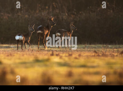 Deux femmes Le chevreuil (Capreolus capreolus) et un mâle buck stand d'alerte pour danger dans un champ Warwickshire peu après le lever du soleil Banque D'Images