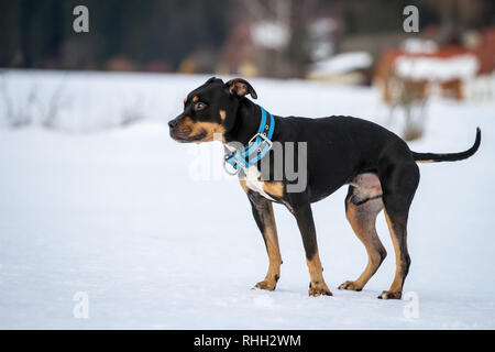 Bull-terrier américain de mine, tricolore homme debout dans la neige Banque D'Images