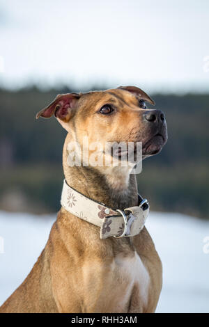 Bull-terrier américain de mine, portrait d'un jeune brun femelle dans la neige Banque D'Images