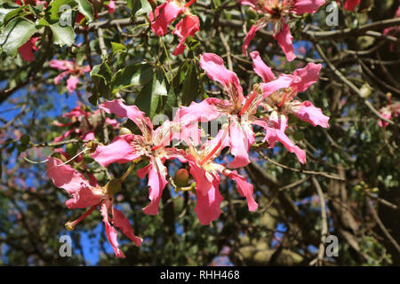 Ceiba Speciosa rose ou de soie Fleurs de l'arbre dans la lumière du soleil de Buenos Aires, Argentine, Amérique du Sud Banque D'Images