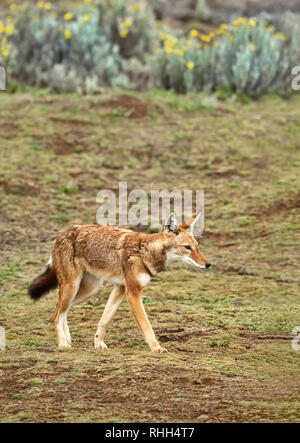 Close up d'un Éthiopien rares et menacées de loup (Canis simensis) - originaire de canidés, les hautes terres de l'Éthiopie Éthiopie. montagnes, de balle Banque D'Images