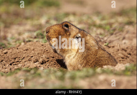 Close up d'un grand Africain à tête de rat-taupe, également connu sous le nom de racine-rat géant éthiopien, rats-taupes africains, ou des rats-taupes géantes dans les montagnes de balle, de l'Éthiopie Banque D'Images