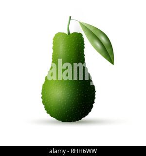 Vector illustration réaliste les avocats. L'avocat entier isolé sur fond blanc. Illustration de Vecteur